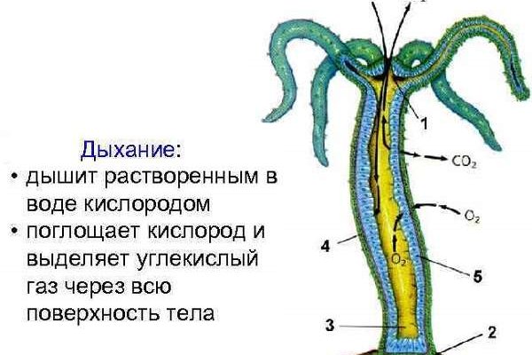 Ссылка на кракен в тор браузере kr2web in