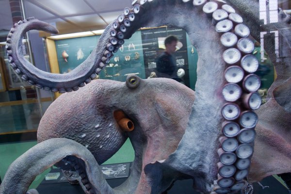 Kraken 25at